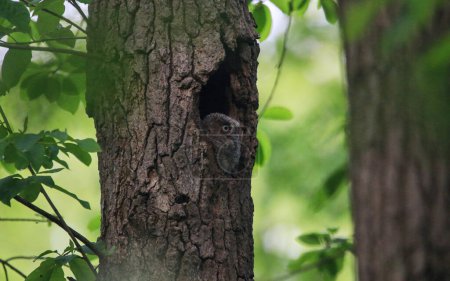Foto de Un pequeño bebé gris chillar búho mirando desde un agujero en un árbol en busca de mamá. - Imagen libre de derechos