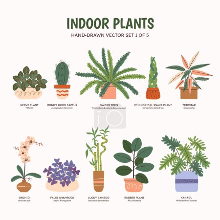 Collection of plants for indoor spaces. Tropical plants, succulents and cactus. English and scientific names below the plant drawing. Set 1 of 5. Colorful vector illustration.