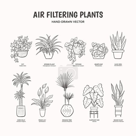 Doodle conjunto de plantas purificadoras de aire para espacios interiores. Plantas de dibujo que limpian el aire de sustancias nocivas. Nombres ingleses y científicos debajo del dibujo de la planta. Ilustración del vector lineal.
