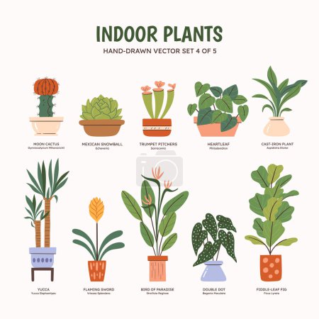 Collection of plants for indoor spaces. Tropical plants, succulents and cactus. English and scientific names below the plant drawing. Set 4 of 5. Colorful vector illustration.