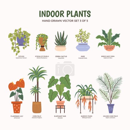 Illustration for Collection of plants for indoor spaces. Tropical plants, succulents and cactus. English and scientific names below the plant drawing. Set 3 of 5. Colorful vector illustration. - Royalty Free Image