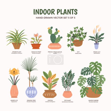 Collection of plants for indoor spaces. Tropical plants, succulents and cactus. English and scientific names below the plant drawing. Set 5 of 5. Colorful vector illustration.