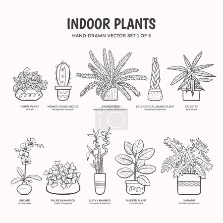 Collection of doodle plants for indoor spaces. Tropical plants, succulents and cactus. English and scientific names below the plant drawing. Set 1 of 5. Lineart vector illustration.