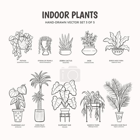 Sammlung von Doodle-Pflanzen für Innenräume. Tropische Pflanzen, Sukkulenten und Kakteen. Englische und wissenschaftliche Namen unter der Pflanzenzeichnung. Set 3 von 5. Linienart-Vektorillustration.