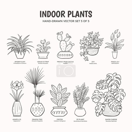 Collection of doodle plants for indoor spaces. Tropical plants, succulents and cactus. English and scientific names below the plant drawing. Set 5 of 5. Lineart vector illustration.