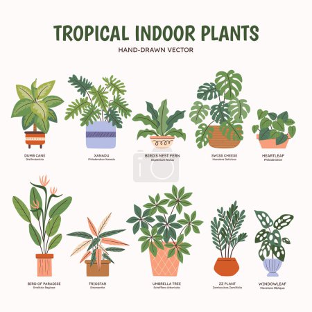 Collection of tropical plants for indoor spaces. English and scientific names below the plant drawing. Colorful vector illustration.