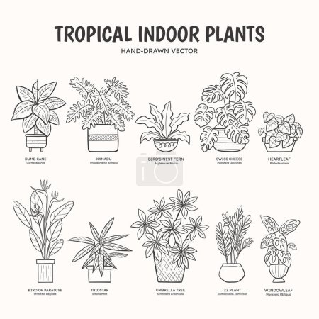 Tropical Indoor Plants - Lineart