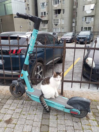 Téléchargez les photos : Istanbul, Turquie - 6 mars 2024 : Un mignon chat errant est assis sur un scooter électrique Binbin pour un usage public à Istanbul. - en image libre de droit