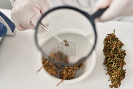 Foto de Científico latino joven buscando hierba de cannabis con lupa en el laboratorio - Imagen libre de derechos