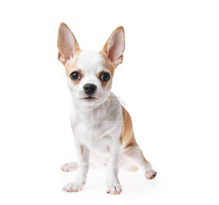 Photo for Beautiful and cute white and brown mexican chihuahua dog over isolated background. Studio shoot of purebreed miniature chihuahua puppy. - Royalty Free Image