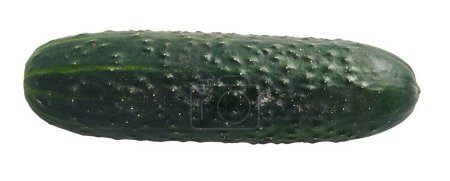 Téléchargez les photos : Délicieux concombre unique sur fond blanc isolé - en image libre de droit