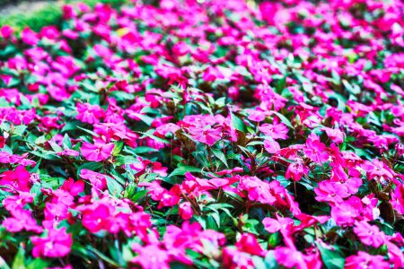 Photo for Beautiful petunias flowers image - Royalty Free Image