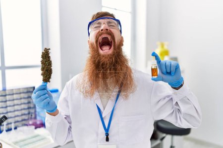 Photo for Redhead man with long beard working at scientist laboratory holding weed and cbd oil angry and mad screaming frustrated and furious, shouting with anger looking up. - Royalty Free Image