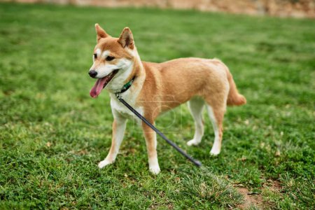 Téléchargez les photos : Beau chien Shiba inu confiant et heureux au parc - en image libre de droit