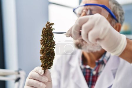 Téléchargez les photos : Homme scientifique chevelu tenant de l'herbe de cannabis avec une pince à épiler au laboratoire - en image libre de droit