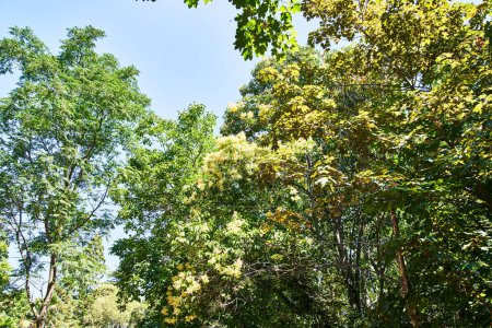 Foto de Hermoso árbol imagen al aire libre - Imagen libre de derechos