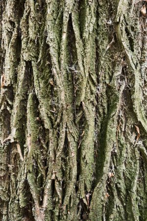 Téléchargez les photos : Texture d'une écorce d'arbre - en image libre de droit
