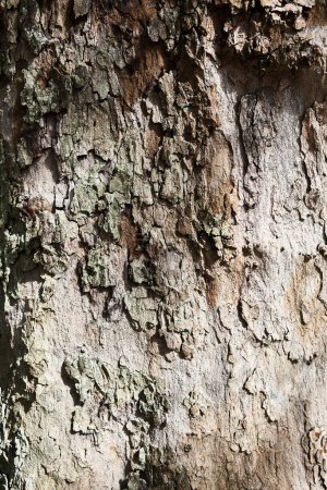 Foto de Textura de una corteza de árbol - Imagen libre de derechos
