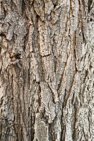 Photo for Texture of a tree bark - Royalty Free Image