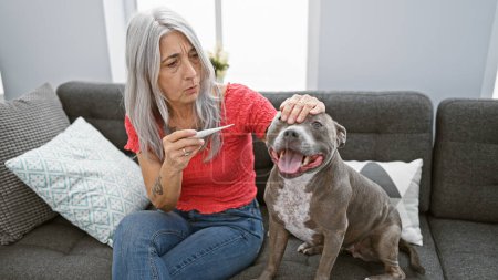 Photo for A grey-haired middle-aged woman, at home, seriously concentrated on measuring her dog's fever with a thermometer, touching her beloved pet, together in the living room - Royalty Free Image