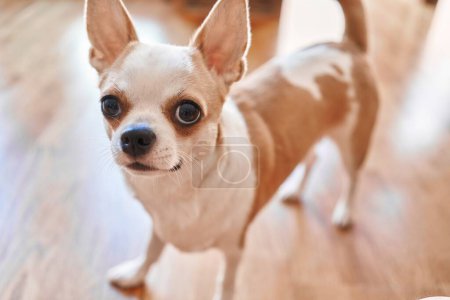 Photo for Cute chihuahua stares with big eyes inside a home, evoking warmth and companionship - Royalty Free Image