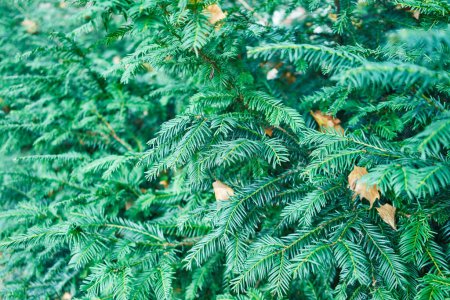 Foto de Exuberante, verde, follaje de coníferas capturado de cerca, que retrata la belleza natural y la textura de la vegetación forestal. - Imagen libre de derechos