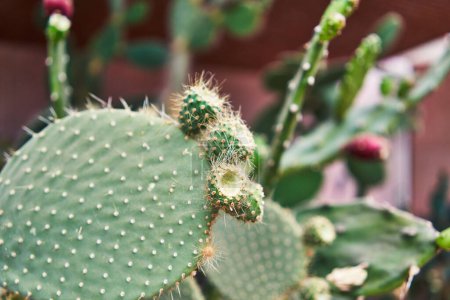 Téléchargez les photos : Gros plan d'un cactus de poire piquante aux fleurs bourgeonnantes dans un jardin. - en image libre de droit