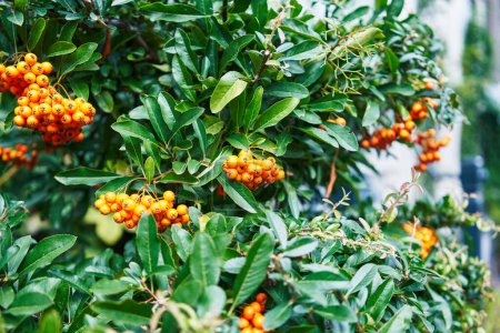 Photo for Vibrant orange berries nestled among lush green leaves, suggesting nature's bounty in an outdoor setting. - Royalty Free Image