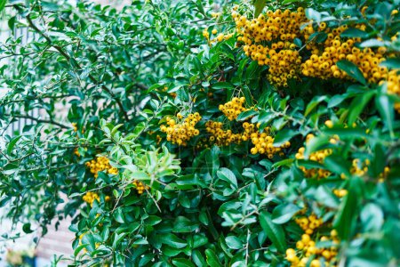 Photo for Vibrant yellow berries clustered among lush green leaves in a natural outdoor environment. - Royalty Free Image