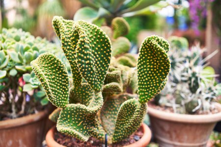 Photo for Close-up of a vibrant green cactus with dotted texture in a terracotta pot against a blurred botanical background. - Royalty Free Image