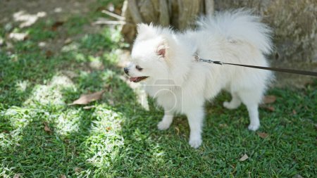 Photo for A fluffy white pomeranian dog on a leash enjoying a sunny day in the park with lush green grass. - Royalty Free Image