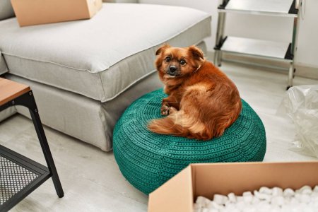 Photo for A brown dog sitting on a green knitted pouf in a modern apartment with a cardboard box and unpacking mess around. - Royalty Free Image