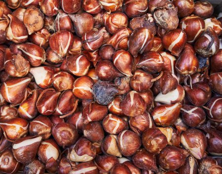 Photo for Close-up of sprouting tulip bulbs in a pile, ready for gardening in spring. - Royalty Free Image
