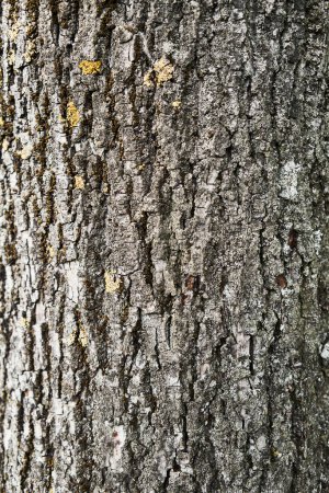 Foto de Textura de una corteza de árbol - Imagen libre de derechos