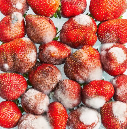 Téléchargez les photos : Une vue rapprochée des fraises moisies montrant la pourriture et le gaspillage alimentaire. - en image libre de droit