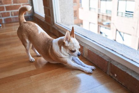 Foto de Un perro chihuahua marrón mira afuera desde una repisa de una ventana de ladrillo en una habitación soleada. - Imagen libre de derechos