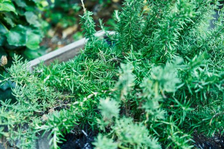 Foto de Exuberantes hierbas de romero verde en un jardín casero, destacando temas orgánicos, culinarios y de jardinería. - Imagen libre de derechos