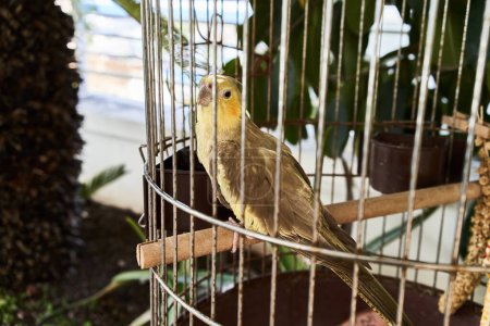 Téléchargez les photos : Cockatiel en cage perché à l'intérieur de sa cage à l'extérieur par une journée ensoleillée, mettant en valeur le confinement de la faune. - en image libre de droit