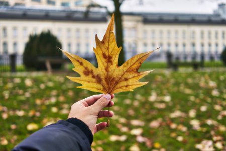 Photo for A man's hand holding a yellow autumn leaf with a blurred background of a park and architecture. - Royalty Free Image