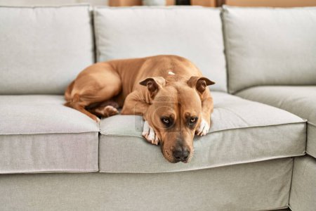 Photo for A brown dog lounging on a beige sofa in a cozy home setting depicts pet relaxation indoors with no people visible. - Royalty Free Image