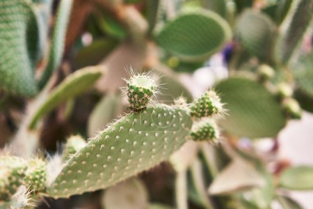 Téléchargez les photos : Gros plan d'une plante de cactus vert avec des épines pointues dans un environnement désertique ensoleillé, dépeignant la capacité d'adaptation de la nature. - en image libre de droit