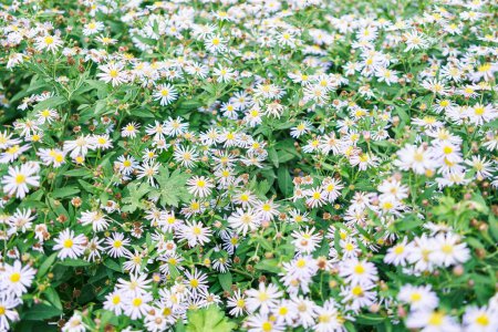 Téléchargez les photos : Un champ de fleurs d'aster vibrantes en pleine floraison avec un feuillage vert luxuriant sous la lumière du soleil - en image libre de droit