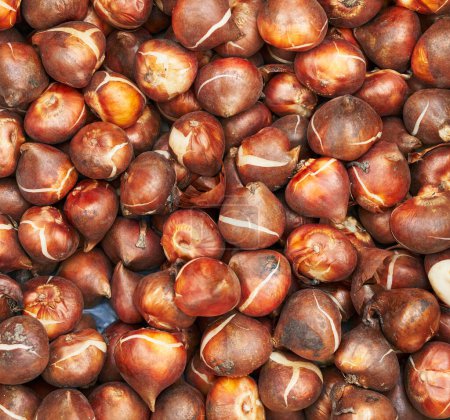 Photo for A closeup of numerous tulip bulbs in natural brown shades, ready for planting in a garden. - Royalty Free Image