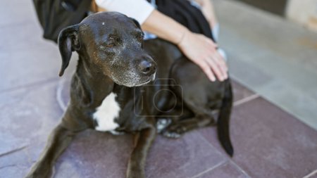 Téléchargez les photos : Un doux chien noir et blanc caressé par la main d'une femme sur un trottoir urbain. - en image libre de droit
