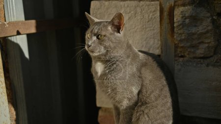 Téléchargez les photos : Un chat gris attentif s'arrête dans une rue urbaine, présentant son élégance féline au milieu des textures de la ville. - en image libre de droit