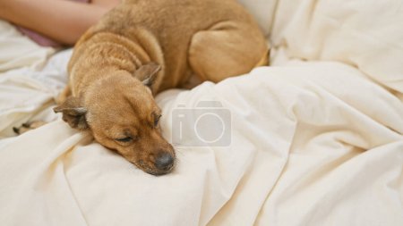 Téléchargez les photos : Un chien brun dormant paisiblement à côté d'une personne méconnaissable sur un lit de couleur crème dans un cadre de chambre - en image libre de droit