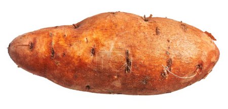 Téléchargez les photos : Gros plan d'une seule patate douce biologique isolée sur fond blanc - en image libre de droit