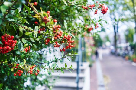 Photo for Vibrant red berries on leafy green shrub lining a peaceful urban street, evoking serene city life. - Royalty Free Image