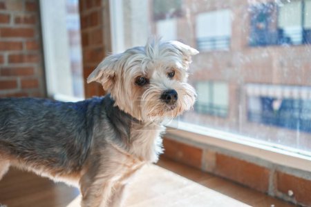 Photo for An attentive small dog with a shaggy coat looks out from a sunny windowsill, showcasing curiosity and calmness. - Royalty Free Image