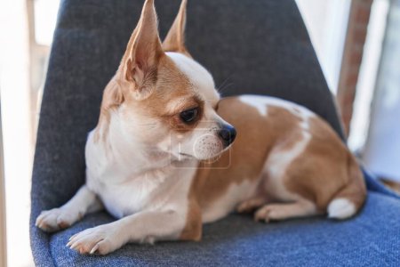 Nahaufnahme eines beschaulichen Chihuahuas, der drinnen auf einem blauen Stuhl liegt und seine wachen Ohren und braunen Augen zur Schau stellt.